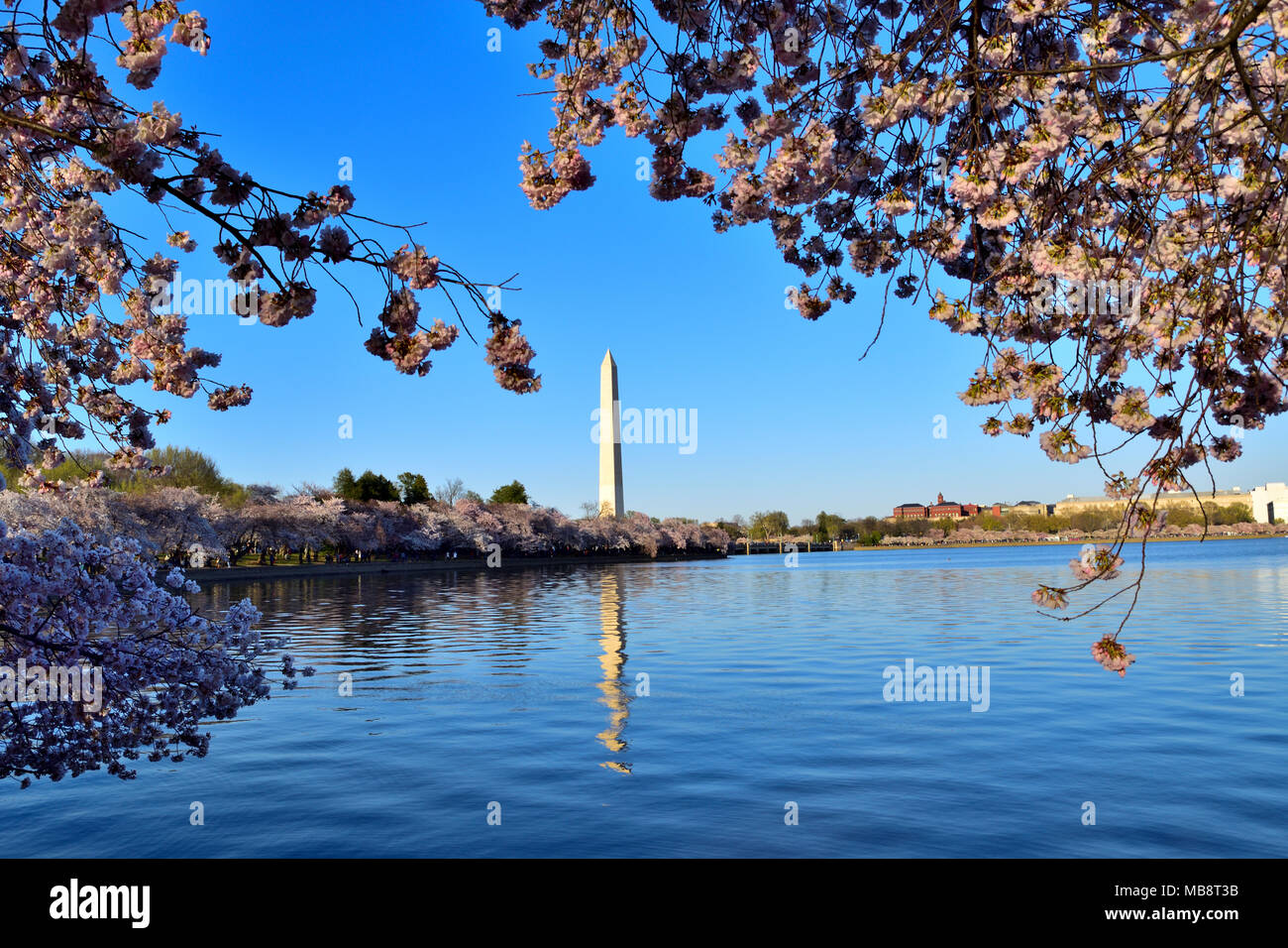 Riflettendo il Monumento a Washington e fiori di ciliegio, Washington DC Foto Stock
