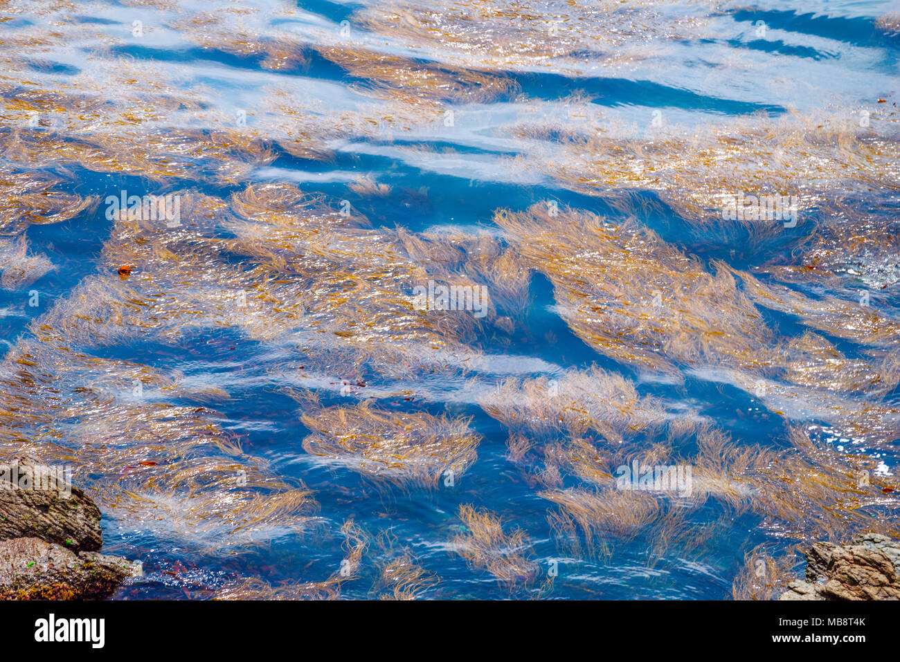 Le alghe visto dal di sopra ondeggiando con la moto ad acqua per fare un interessante texture, prese a Lizard Point in Cornovaglia.. Foto Stock
