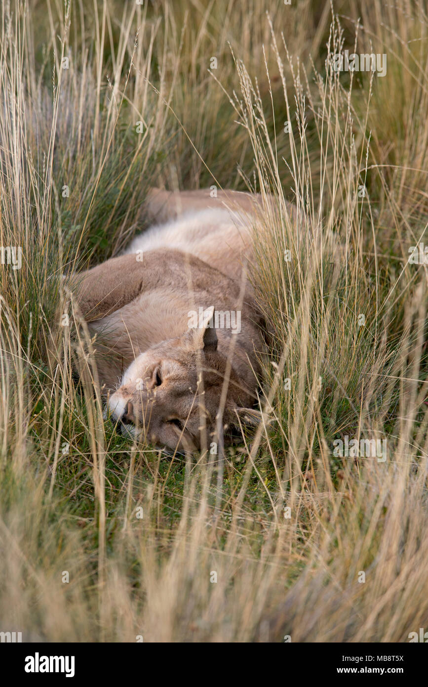 Femmina adulta di Patagonia appoggio Puma erba alta dopo la poppata. Foto Stock