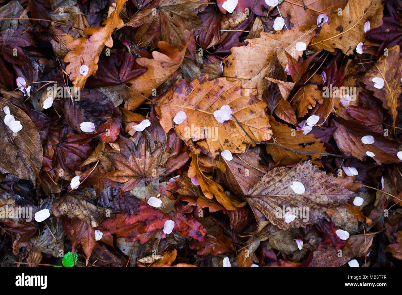 Fiore di Ciliegio petali giacenti su foglie morte da precedenti rientrano nel Parco di Namsan a Seul, in Corea del Sud. Foto Stock