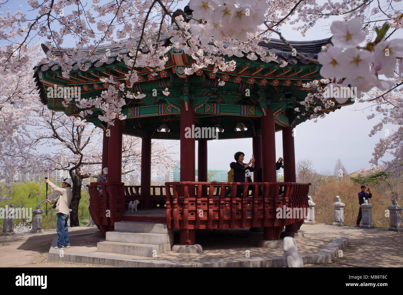 I visitatori di un padiglione nel Parco Olimpico di Seoul godere la fioritura dei fiori di ciliegio in primavera. Foto Stock