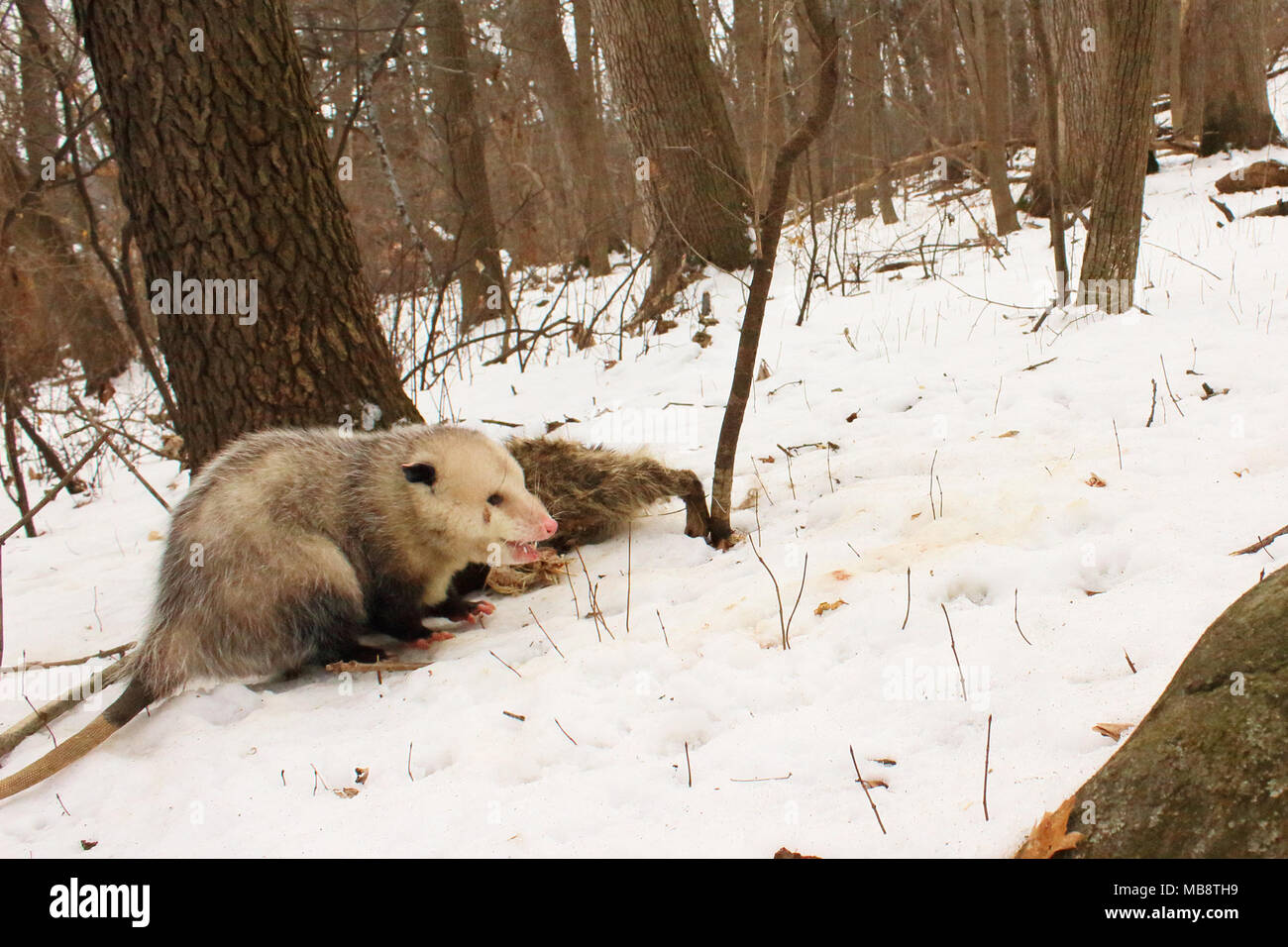 Un Virginia Opossum alimentazione su un procione morto durante il periodo invernale in boschi di nord. Foto Stock