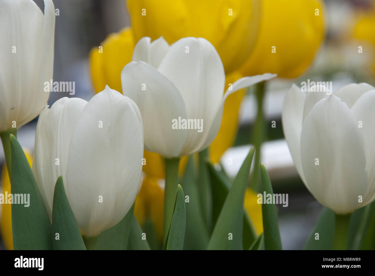 Diversi i tulipani bianco nella parte anteriore dei tulipani gialli, vicino. Foto Stock