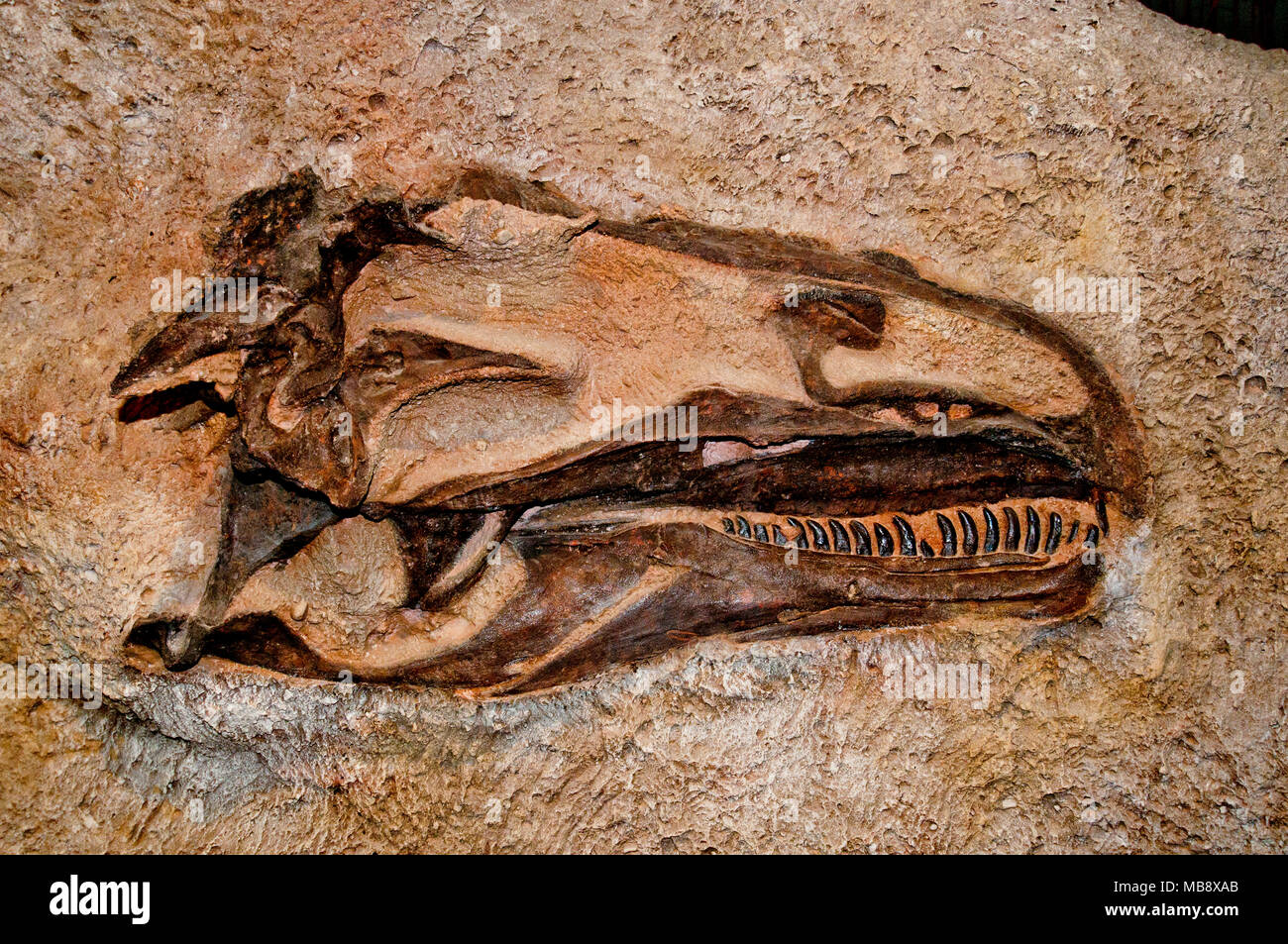 Cranio fossile di dinosauro 'Allosaurus jimmadseni' sul display in ossa fossili cava all'interno della cava sala espositiva, dinosauro Monume nazionale Foto Stock