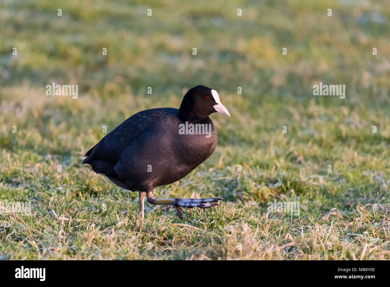 La folaga (fulica atra) è a piedi in erba hoarfrosted durante una soleggiata giornata invernale e. Foto Stock