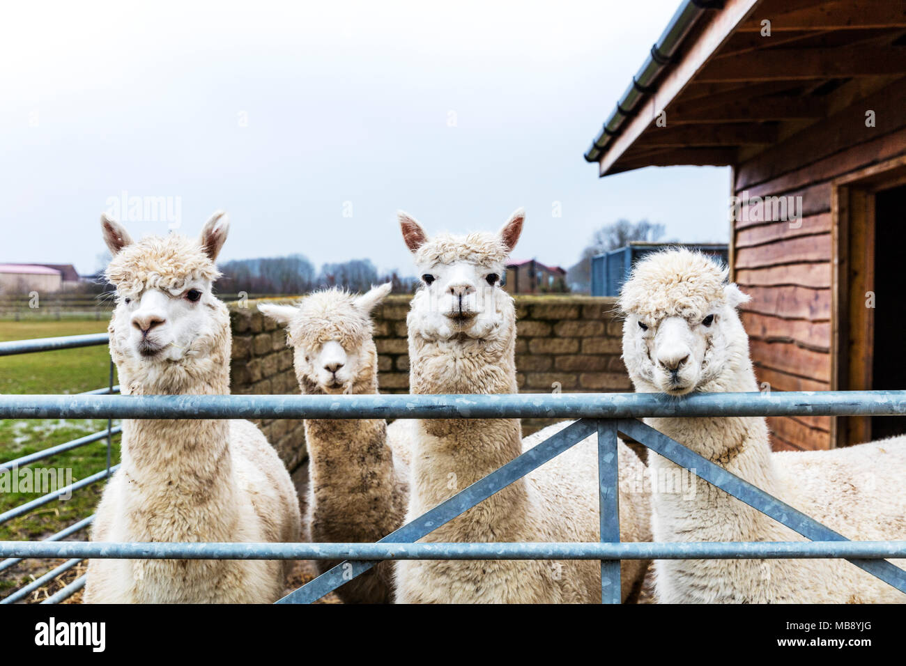 La fattoria degli alpaca, alpaca, Vicugna pacos, specie animali domestiche di South American camelid, alpaca, alpaca guardando sopra la recinzione, carino alpaca, simpatici animali Foto Stock