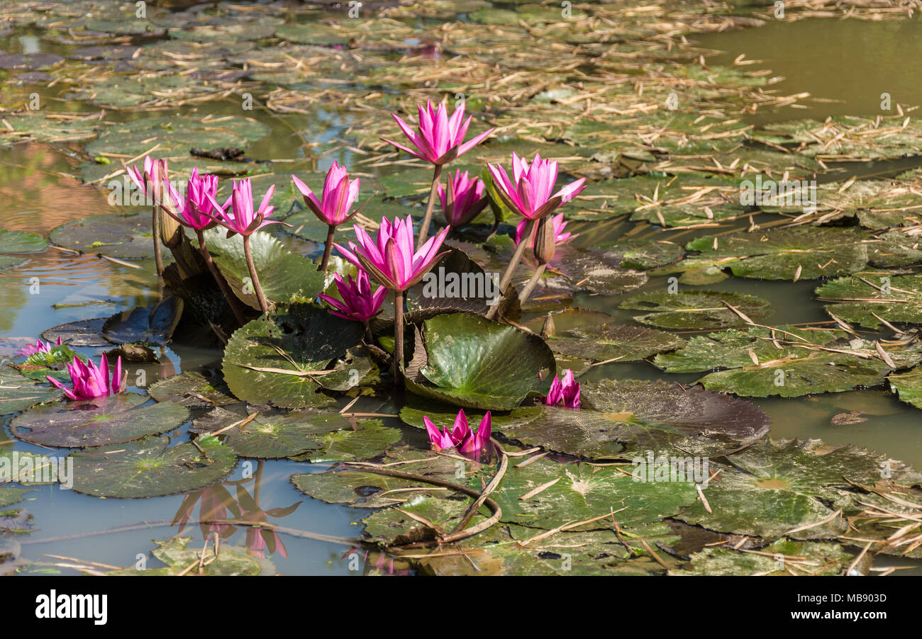 Watelilies in un laghetto in giardino in una giornata di sole in Cambogia Foto Stock