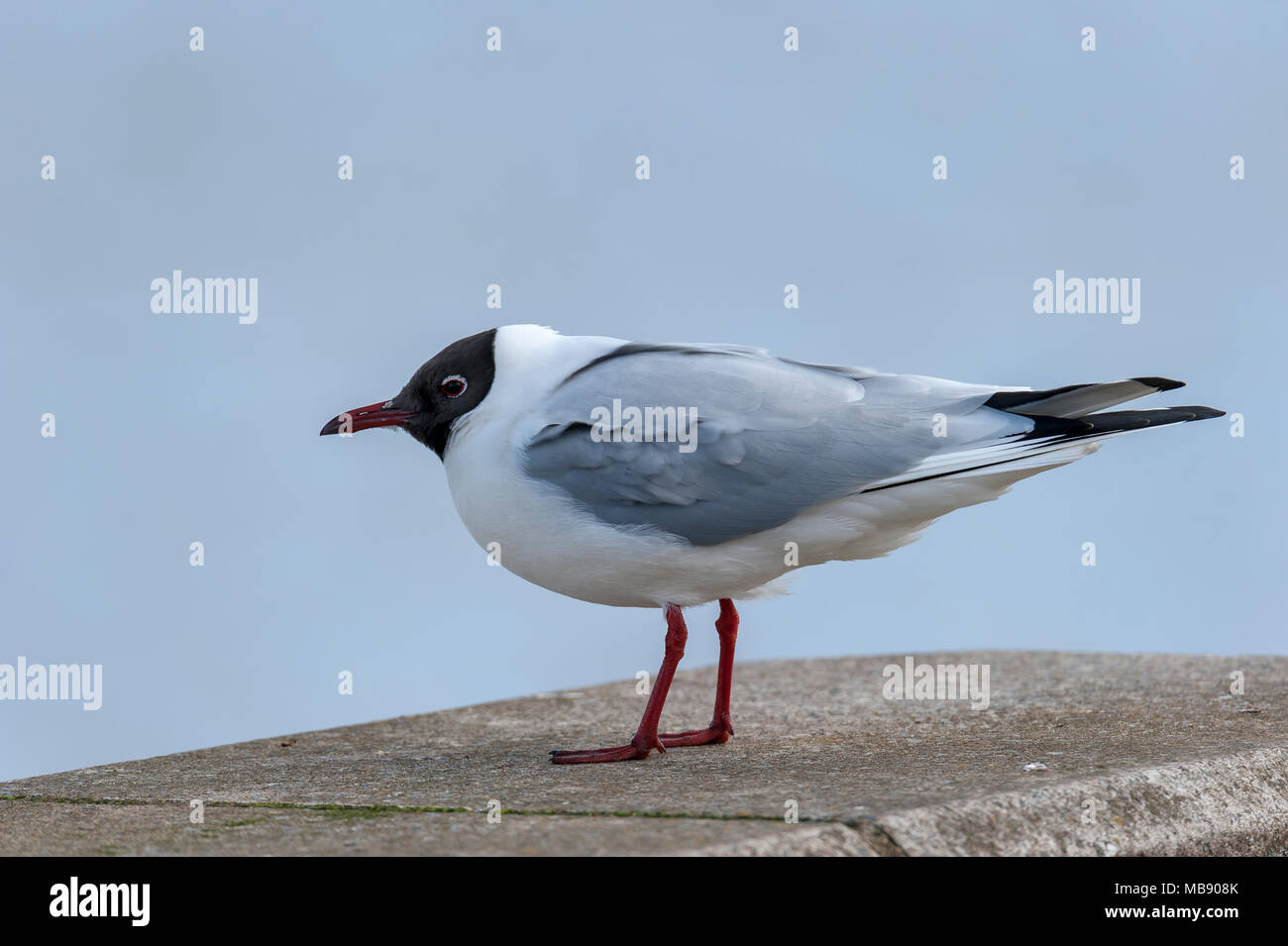 Testa nera Gabbiano, Blyth, Northumberland, Regno Unito Foto Stock