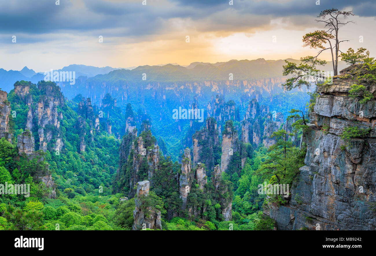 Quarzite pilastri in pietra arenaria e picchi con alberi verdi e le montagne del panorama, Zhangjiajie National Forest park, nella provincia del Hunan, Cina Foto Stock