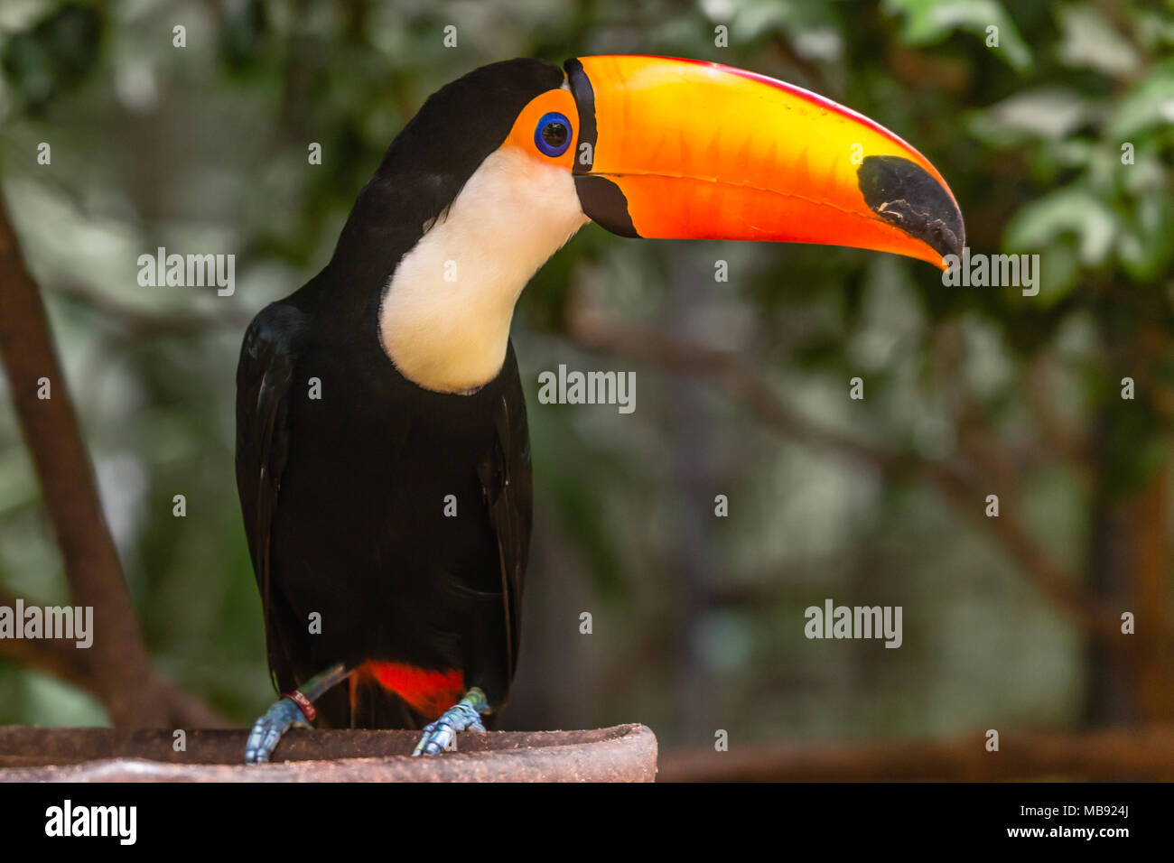 Big orange fatturati toucan seduta sul ramo nella foresta pluviale di Foz do Iguazu foresta, Brasile Foto Stock