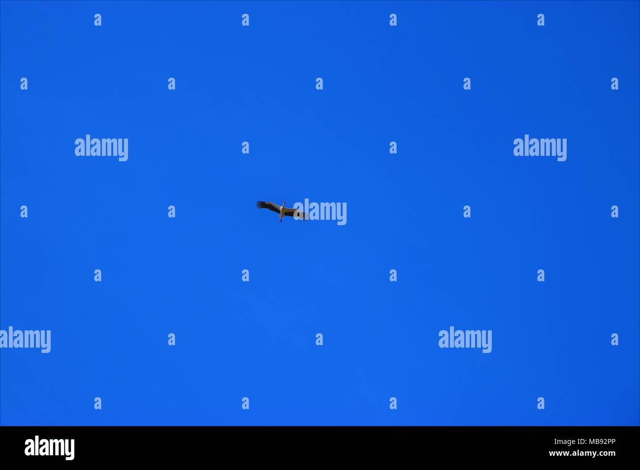 Una cicogna vola alto nel cielo Foto Stock