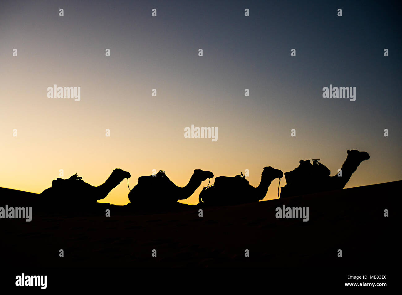 Silhouette di quattro cammelli in un deserto Foto Stock