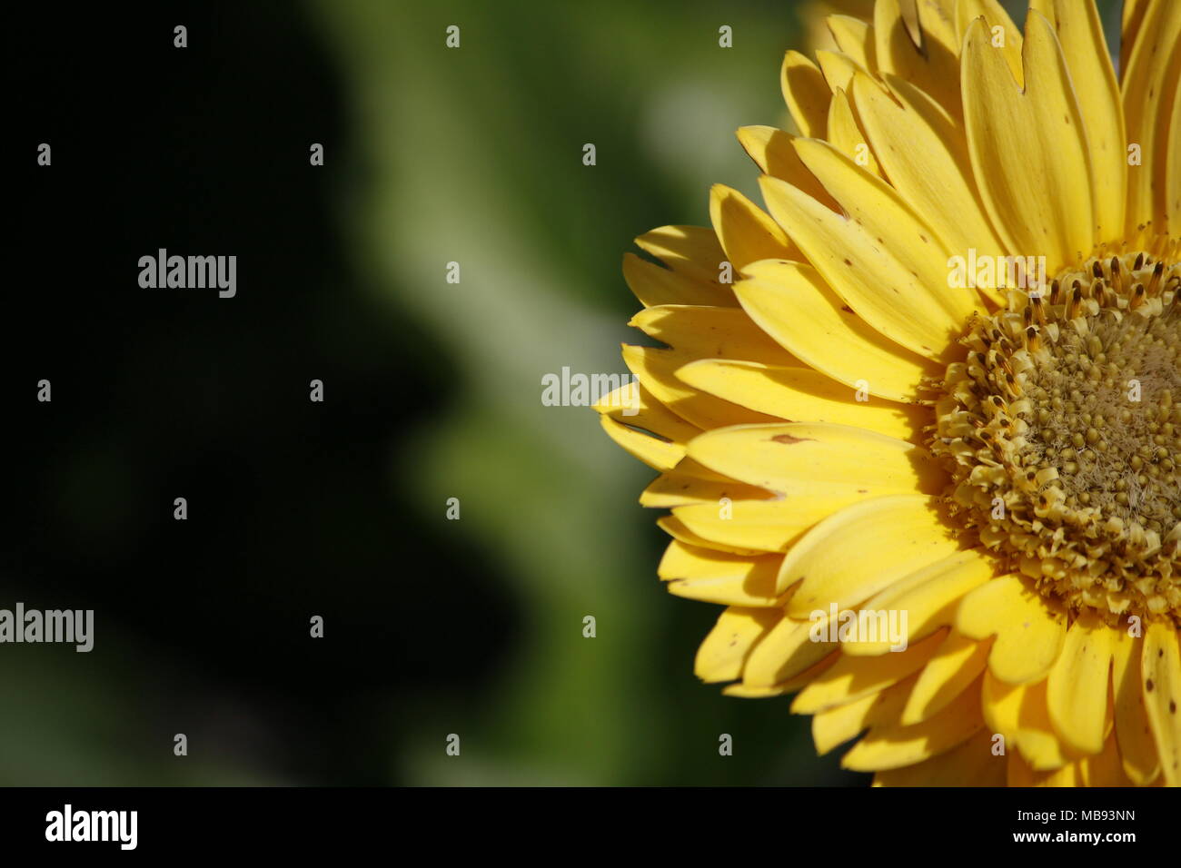 Focus su giallo fiore di Gerbera Foto Stock