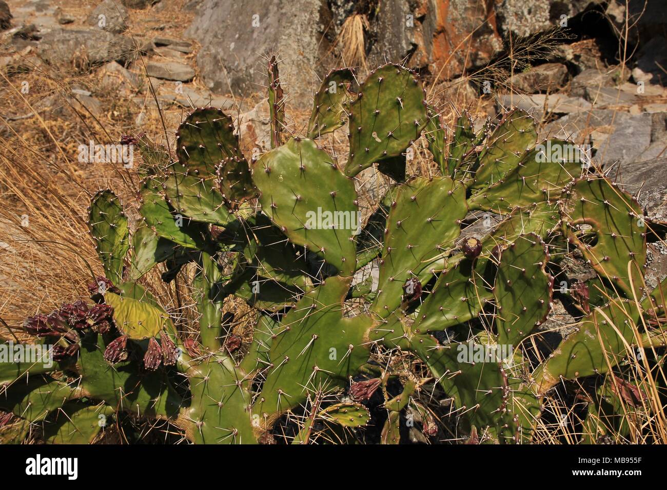 Dettaglio di un molto spinosa cactus cresce nel Langtang National Park, Nepal. Foto Stock