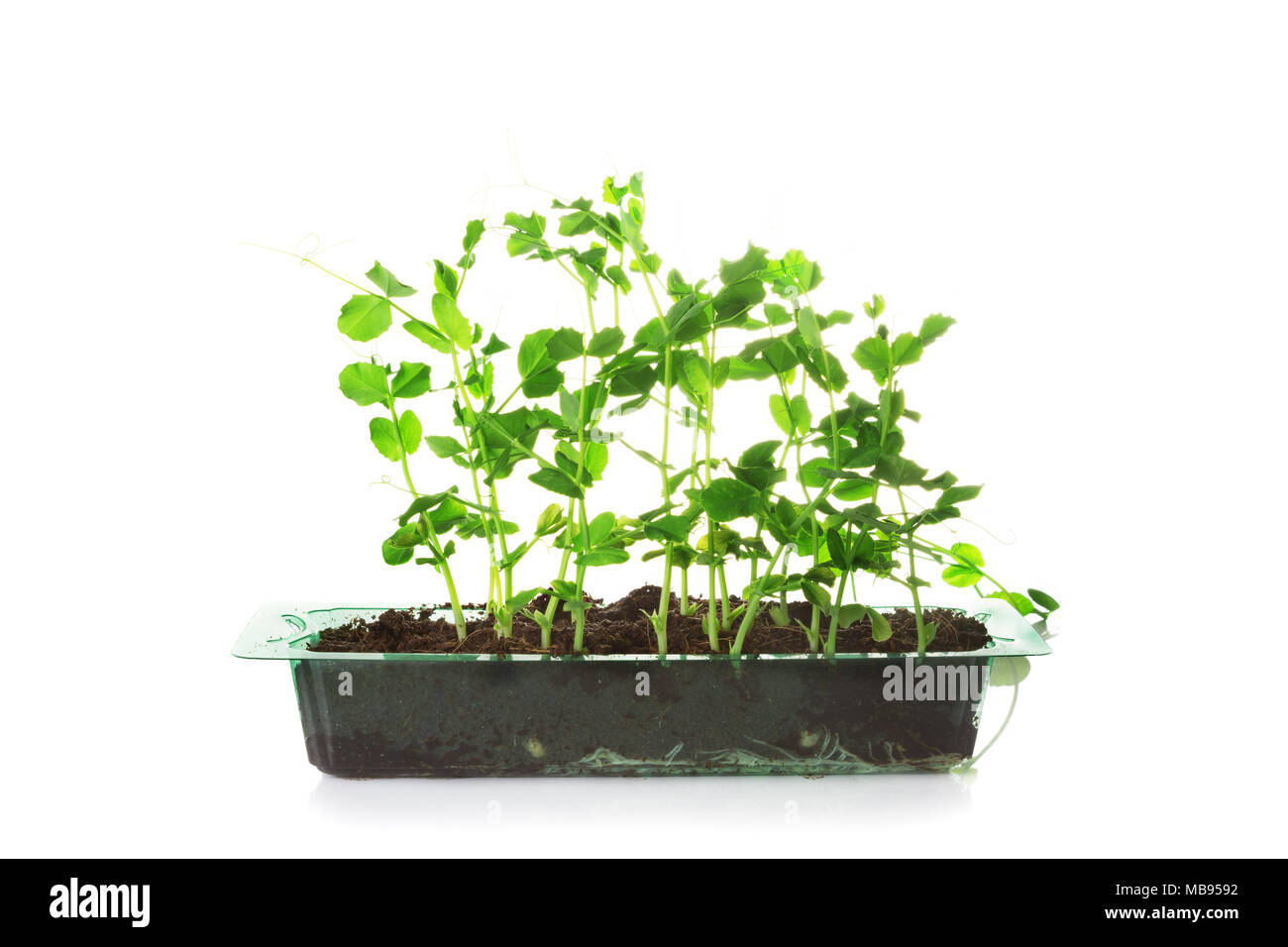 Pisello dolce germogli verdi in una scatola di plastica isolati su sfondo bianco Foto Stock