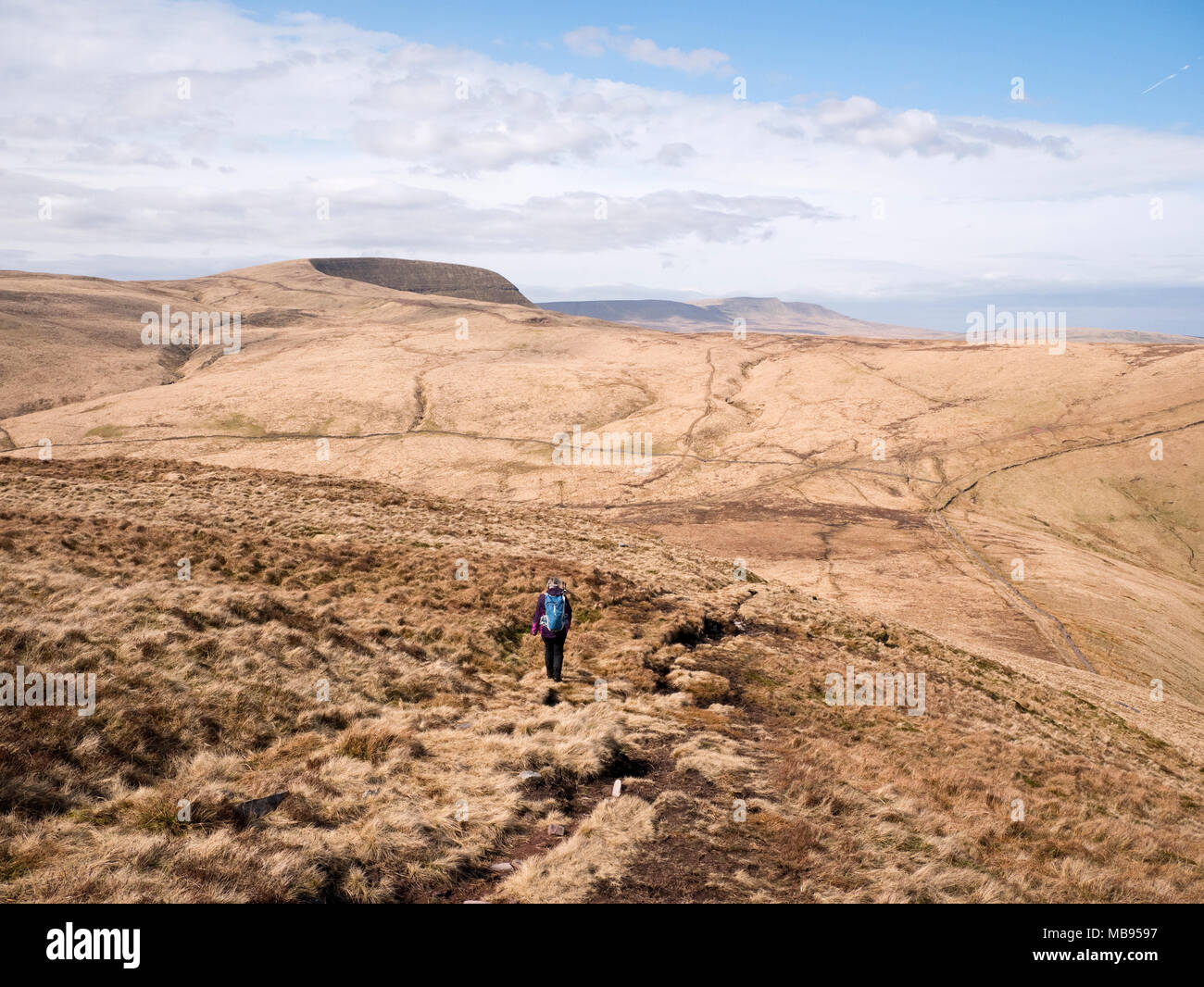 Escursionista femmina si avvicina Gyhirych ventola tramite Bwlch y Duwynt, con una vista in direzione di Carmarthen ventola, Fforest Fawr, Parco Nazionale di Brecon Beacons, South Wales, Regno Unito Foto Stock