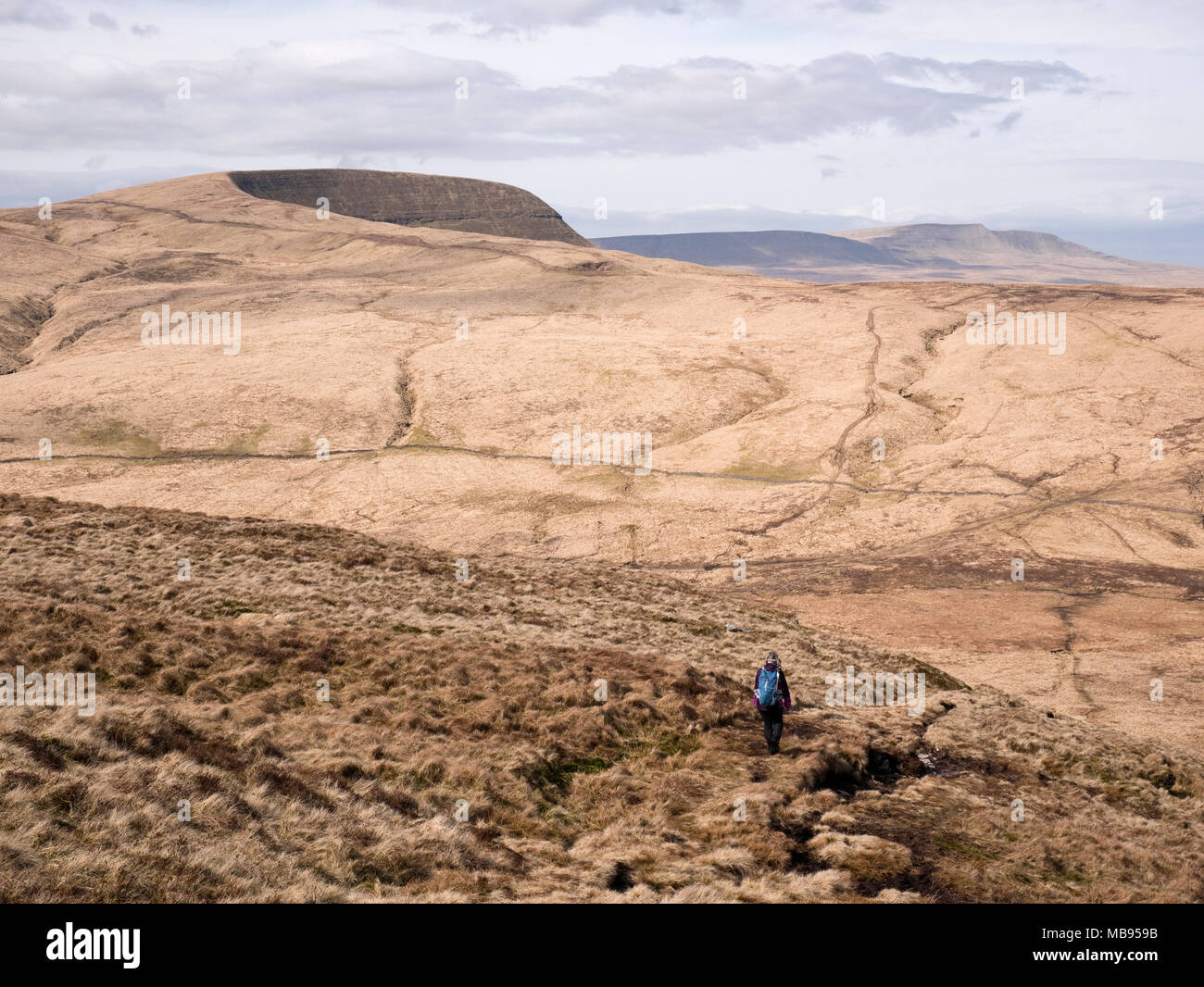 Escursionista femmina si avvicina Gyhirych ventola tramite Bwlch y Duwynt, con una vista in direzione di Carmarthen ventola, Fforest Fawr, Parco Nazionale di Brecon Beacons, South Wales, Regno Unito Foto Stock