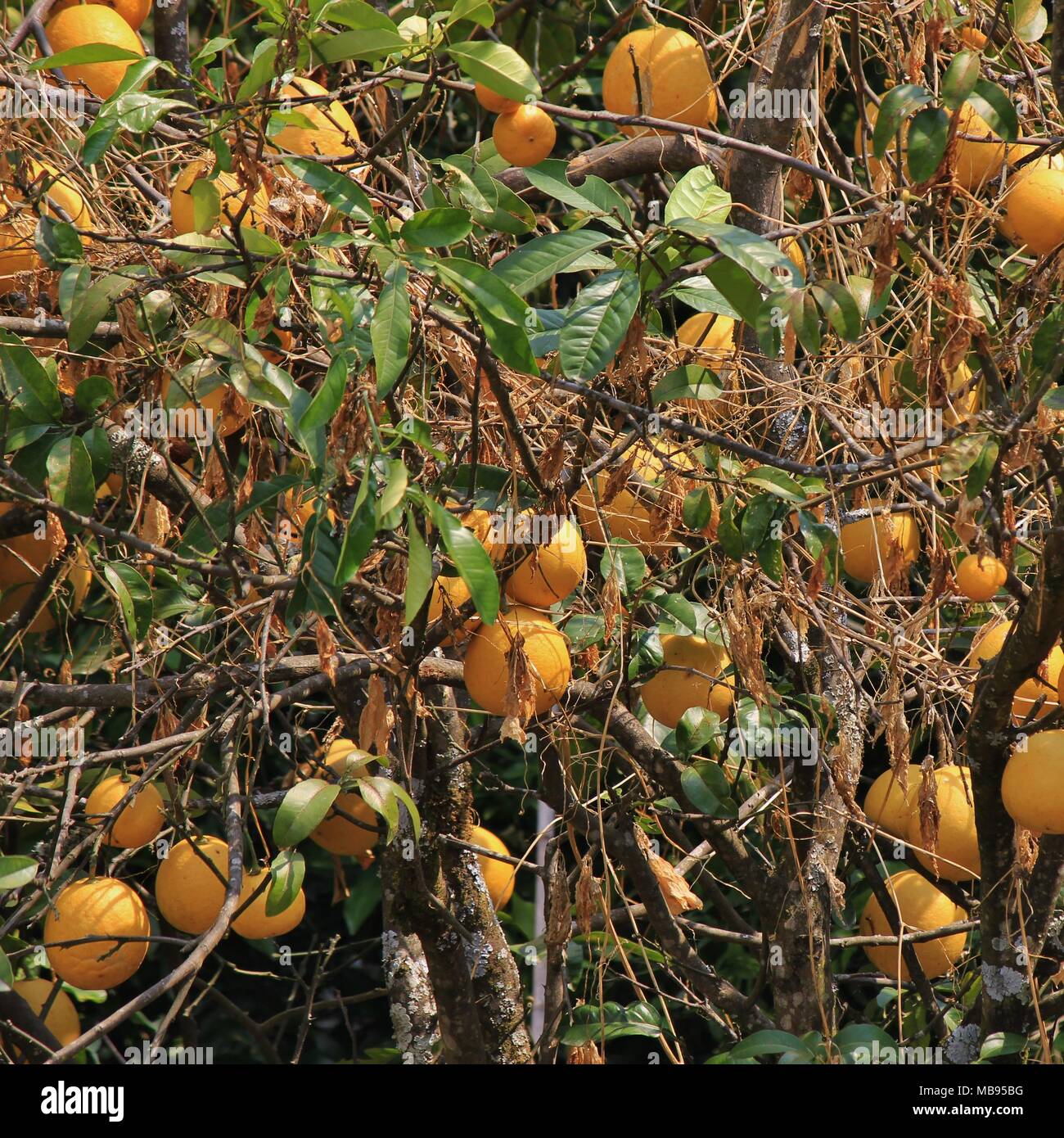 Tipo di locale di pomelo, agrumi in crescita nel Langtang National Park, Nepal. Foto Stock