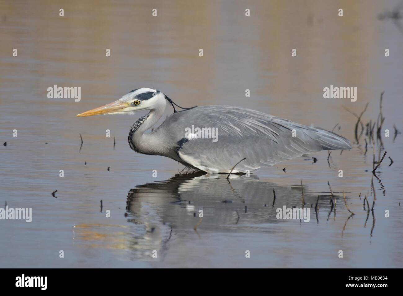 Airone cenerino caccia. Foto Stock