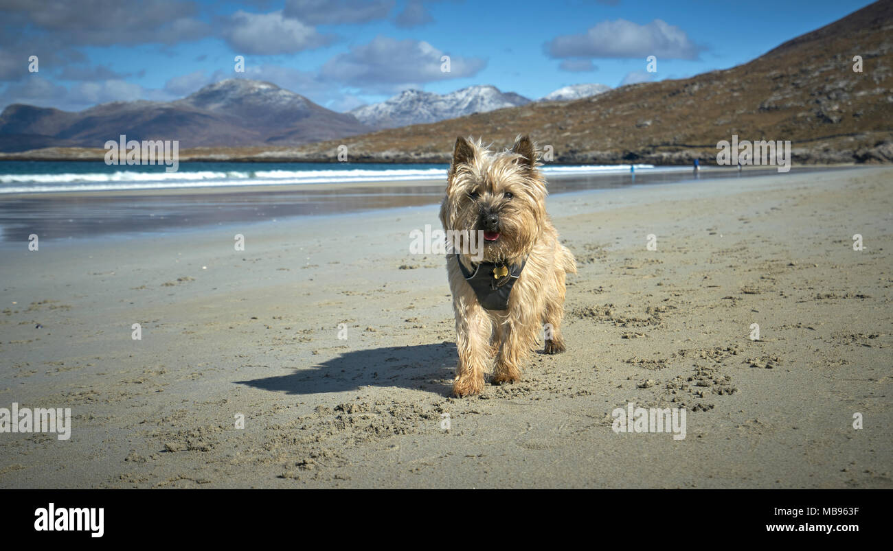 Cairn Terrier relax sulla splendida spiaggia di sabbia nelle Ebridi su una soleggiata giornata di primavera. Foto Stock