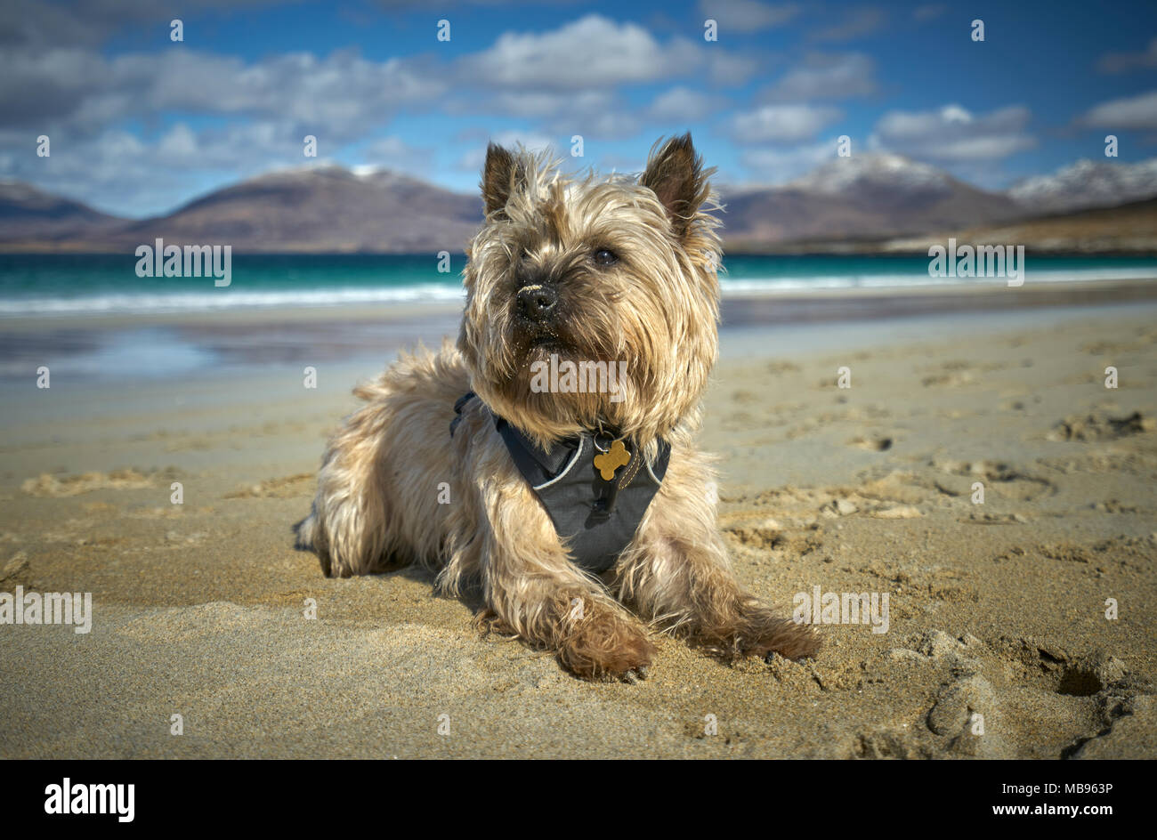 Cairn Terrier relax sulla splendida spiaggia di sabbia nelle Ebridi su una soleggiata giornata di primavera. Foto Stock