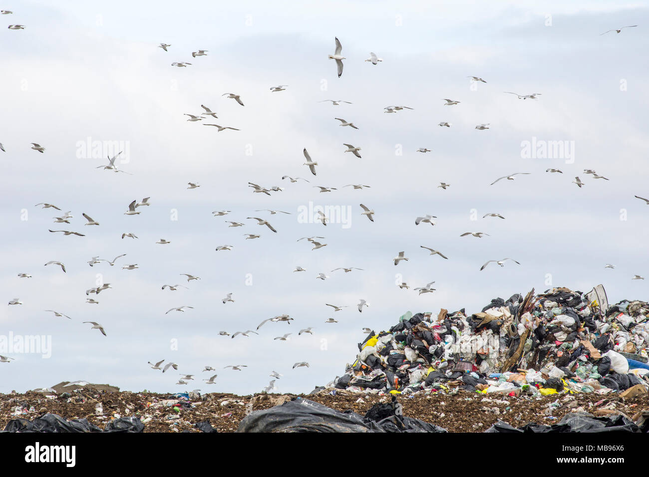 Molti gabbiani volando ad una discarica di rifiuti Foto Stock