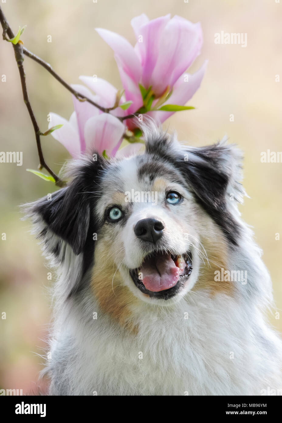 Carino pastore australiano cane femmina, colore blu merle rame bianco con gli occhi blu, frontale verticale nella parte anteriore di rosa fiori di magnolia Foto Stock