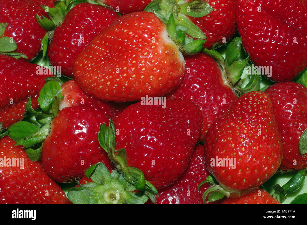 Le fragole di close-up Foto Stock