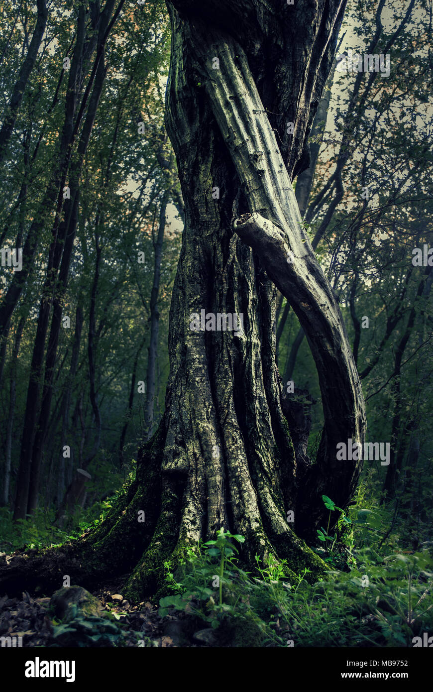 Albero mistico sulla giornata di primavera nella fitta foresta scura Foto Stock