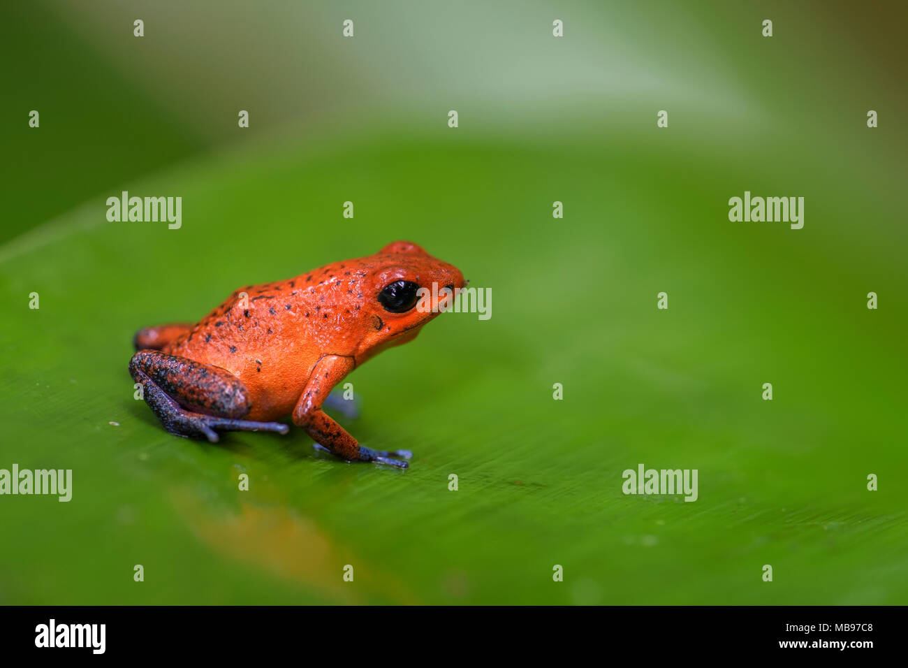 Red Poison Dart Frog - Oophaga pumilio, bellissimo rosso blu zampe da rana Cental America foresta, Costa Rica. Foto Stock