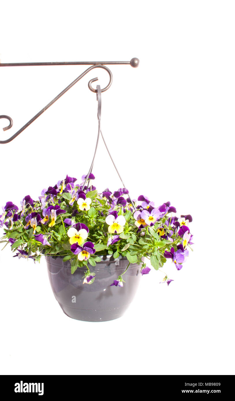 Vaso di fiori con violini isolato su uno sfondo bianco Foto Stock