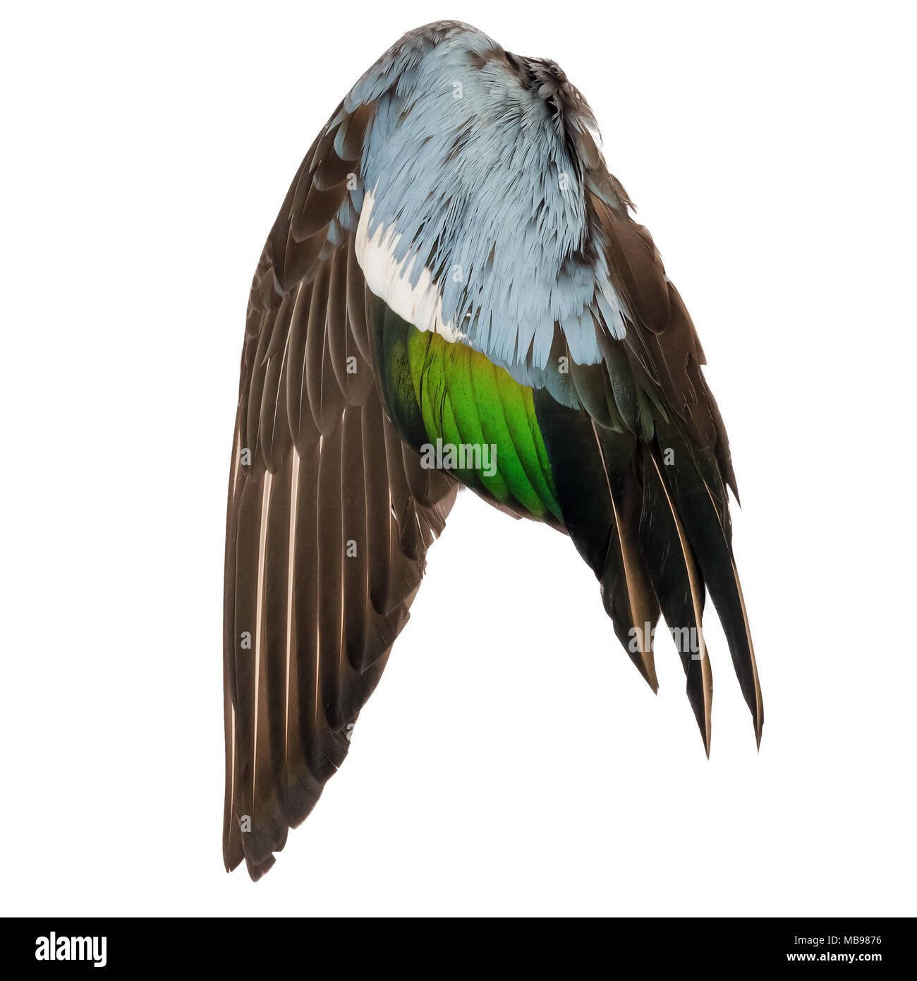 Real Wild Duck bird ala angelo grigio marrone verde blu sullo sfondo bianco Foto Stock