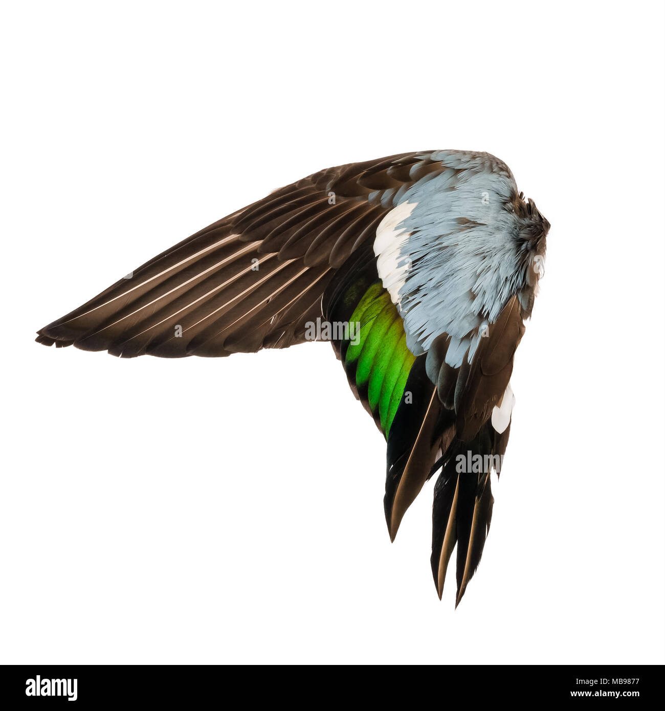 Real Wild Duck bird ala angelo grigio marrone verde blu sullo sfondo bianco Foto Stock