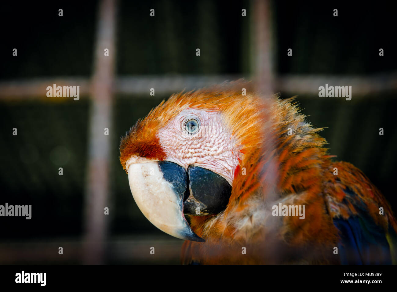 Scarlet Macaw rendendo il contatto visivo da dentro la sua gabbia in cattività close up ritratto sguardo curioso Foto Stock