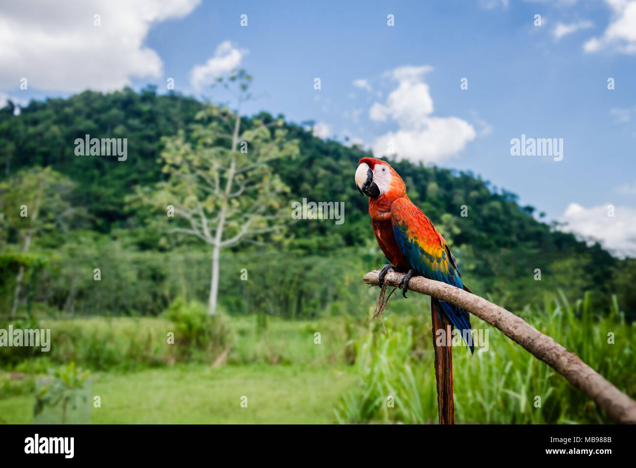 Scarlet Macaw all'aperto sullo sfondo della natura in appoggio su un bastone Foto Stock