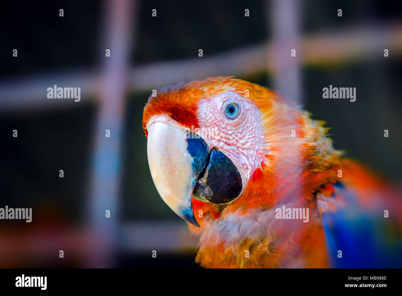 Scarlet Macaw rendendo il contatto visivo da dentro la sua gabbia in cattività close up ritratto sguardo curioso Foto Stock