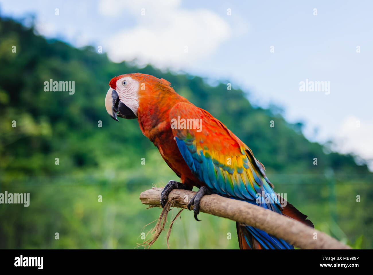 Scarlet Macaw all'aperto sullo sfondo della natura in appoggio su un bastone Foto Stock