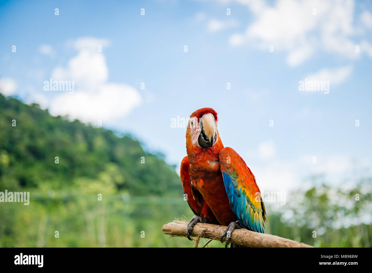 Scarlet Macaw all'aperto sullo sfondo della natura in appoggio su un bastone Foto Stock