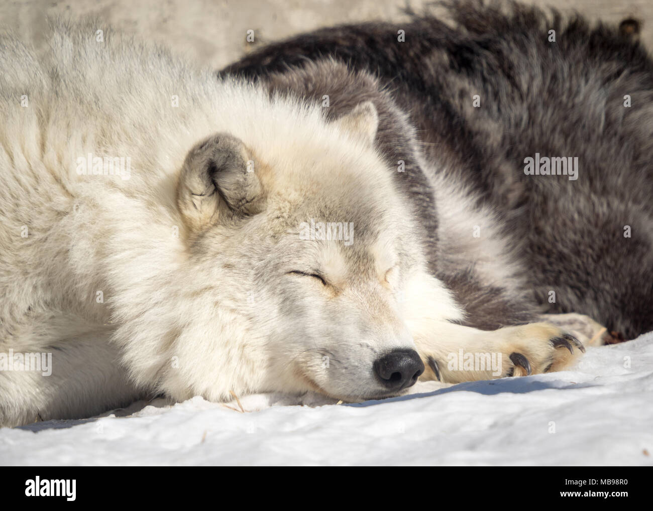 Un sonno lupo (Canis lupus) al Saskatoon silvicoltura Farm Park e lo Zoo di Saskatoon, Saskatchewan, Canada. Foto Stock