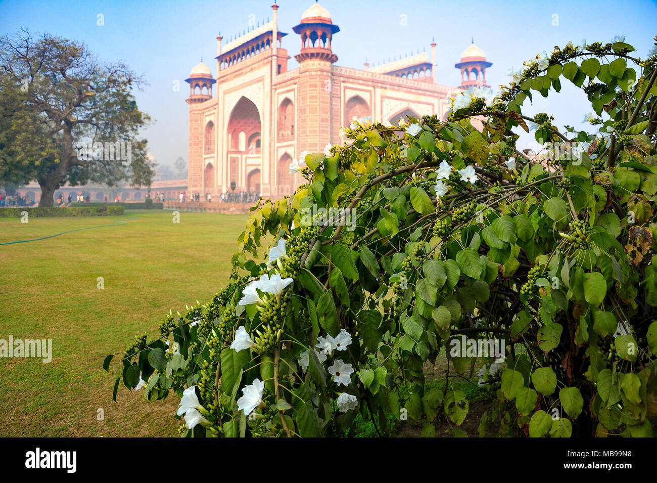 Thunbergia grandiflora (Orologio del Bengala vitigno) presso la grande porta (Darwaza-i-rauza) del Taj Mahal. Superriduttore verde, fiori bianchi, edificio rosso, blu cielo Foto Stock
