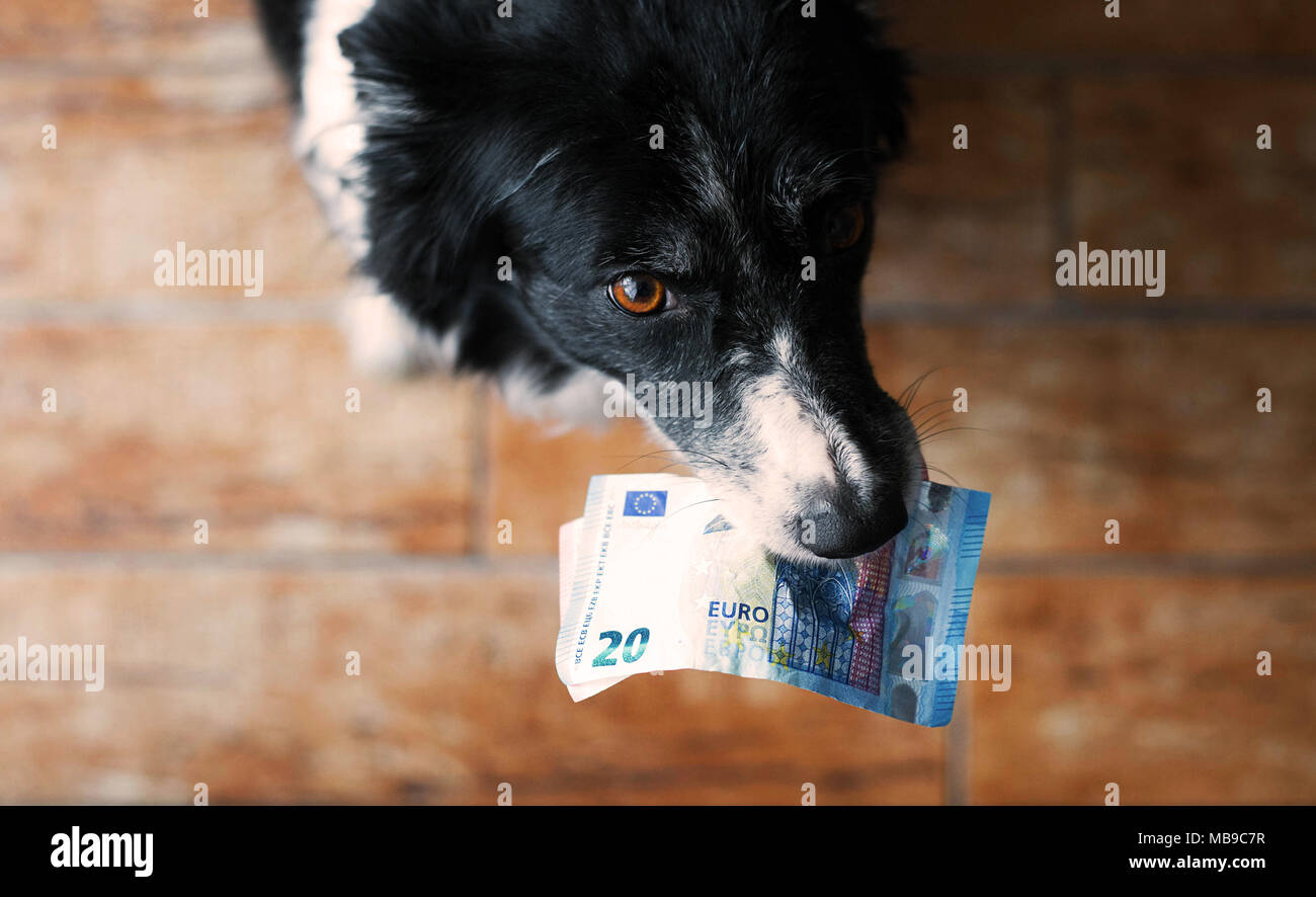 Cane azienda denaro in bocca. Bianco e Nero Border Collie con banconote in euro. Foto Stock