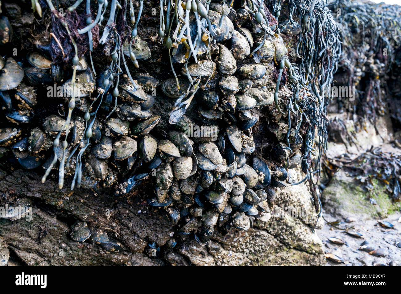 Wild cozze aggrappato alla roccia e alghe marine in County Donegal, Irlanda Foto Stock