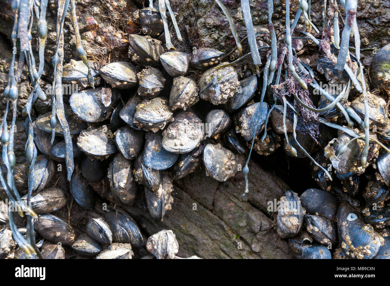 Wild cozze aggrappato alla roccia e alghe marine in County Donegal, Irlanda Foto Stock