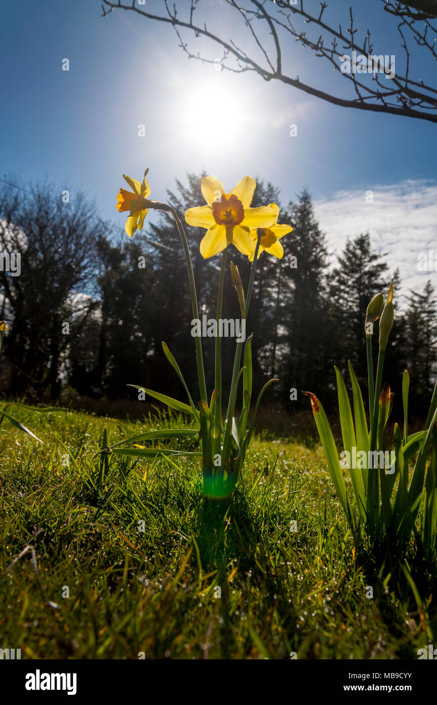 Tempo di primavera il daffodils retroilluminato in campo di rugiada Foto Stock