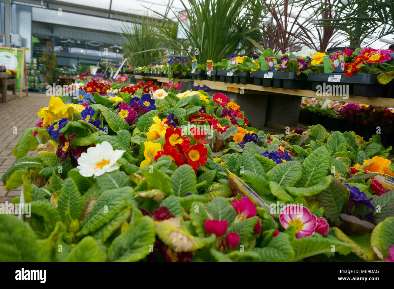 Percy Thrower's Garden Center Wyevale, Shrewsbury, Shropshire, Regno Unito. Dal 8 aprile 2018. Primula, Husky mix, sul display a Percy Thrower's Ga Foto Stock