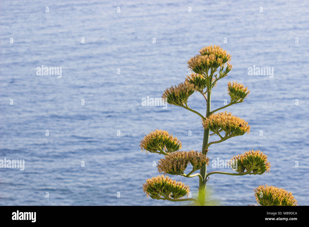 Albero cresce oltre il blu del mare in estate sfondo, con copia spazio. Foto Stock