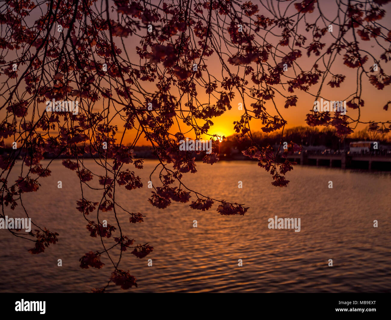 Bella la fioritura dei ciliegi sakura nella primavera del tempo al tramonto Foto Stock