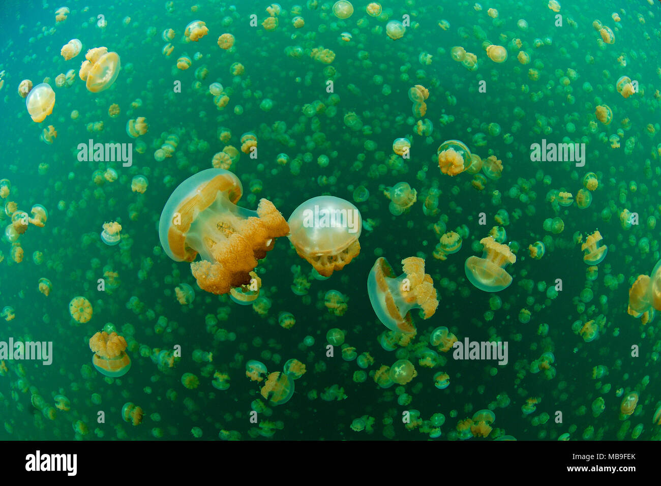 Mastigias meduse o Papua medusa (Mastigias papua), meduse Lago, eil isola Malk, Palau, Stati Federati di Micronesia Foto Stock
