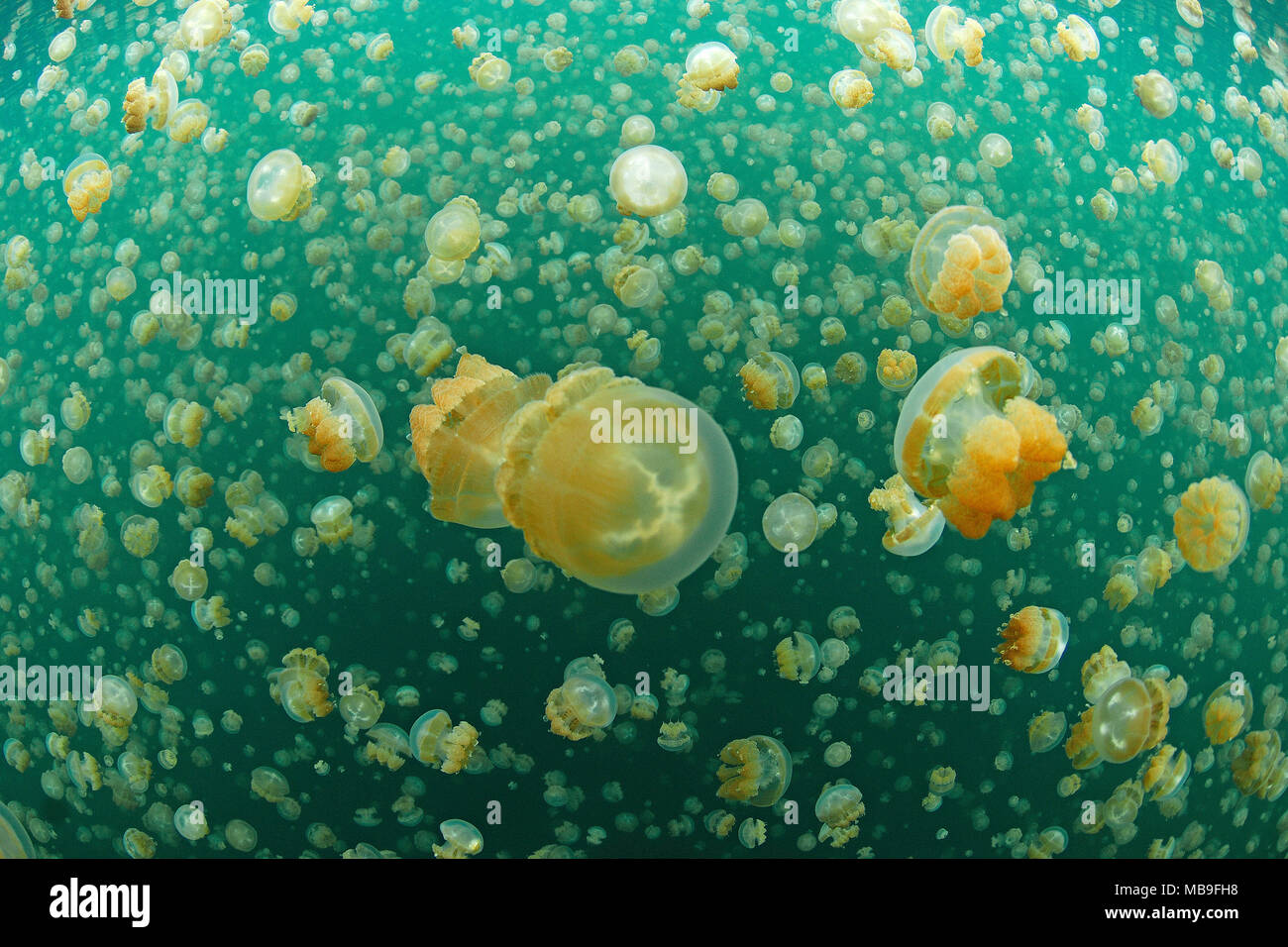 Mastigias meduse o Papua medusa (Mastigias papua), meduse Lago, eil isola Malk, Palau, Stati Federati di Micronesia Foto Stock