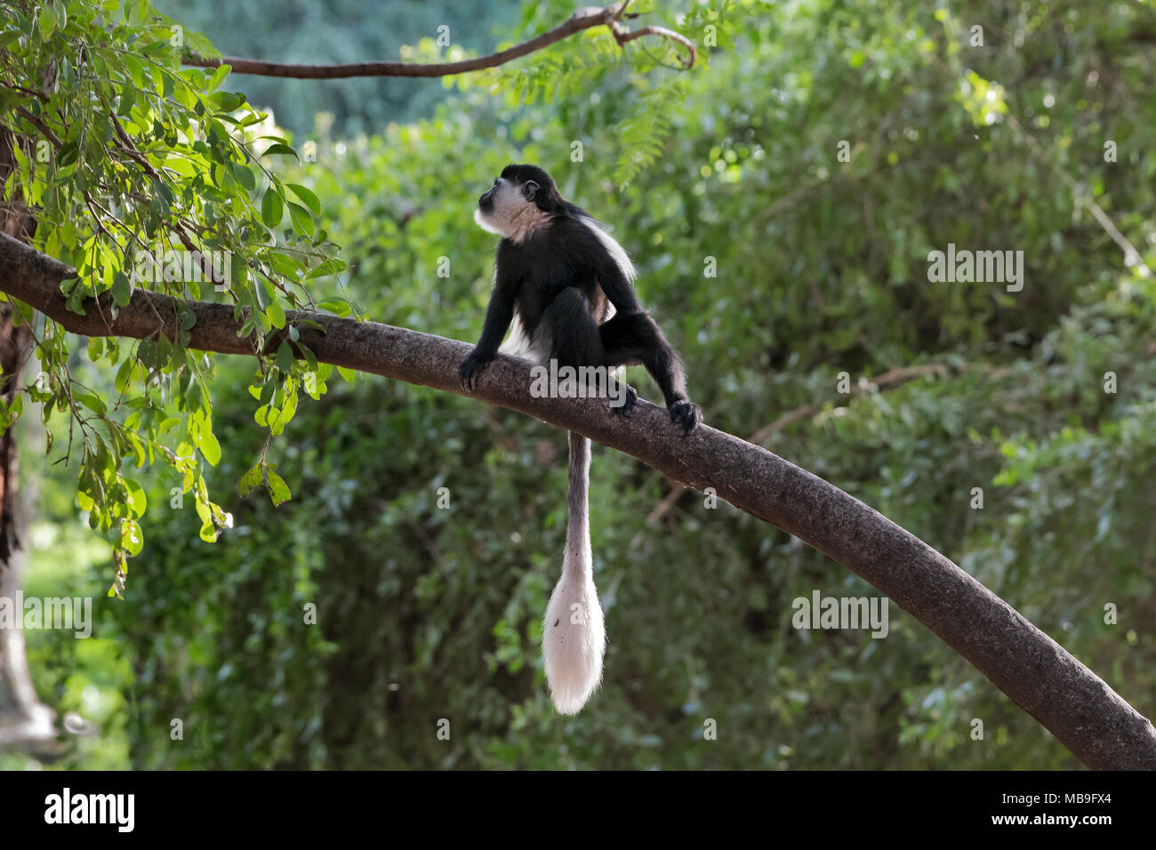 Abissino nero-e-White Colobus Monkey (Colobus guereza), Awasa, Etiopia Foto Stock